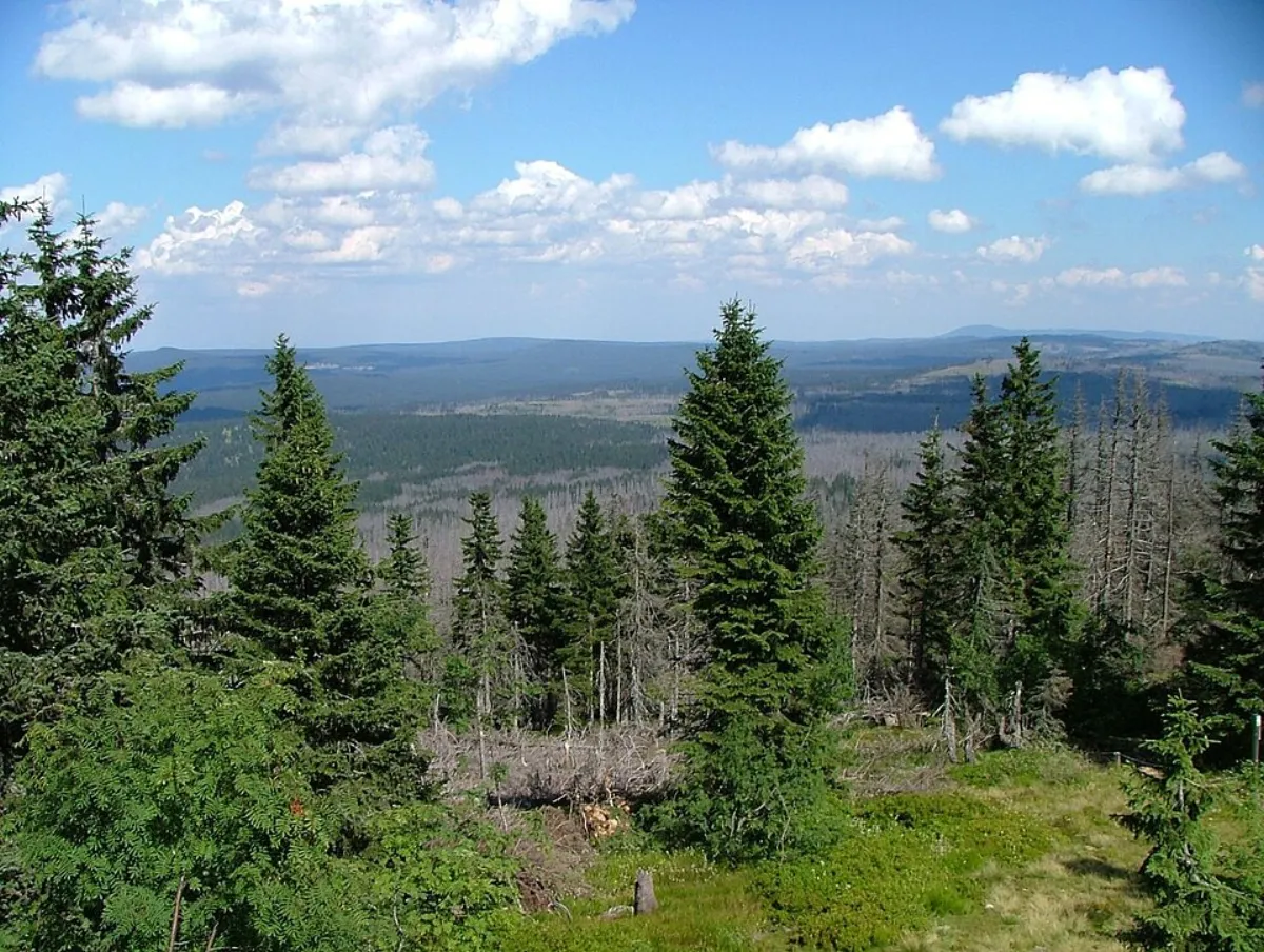 Bayerischer Wald – Wald