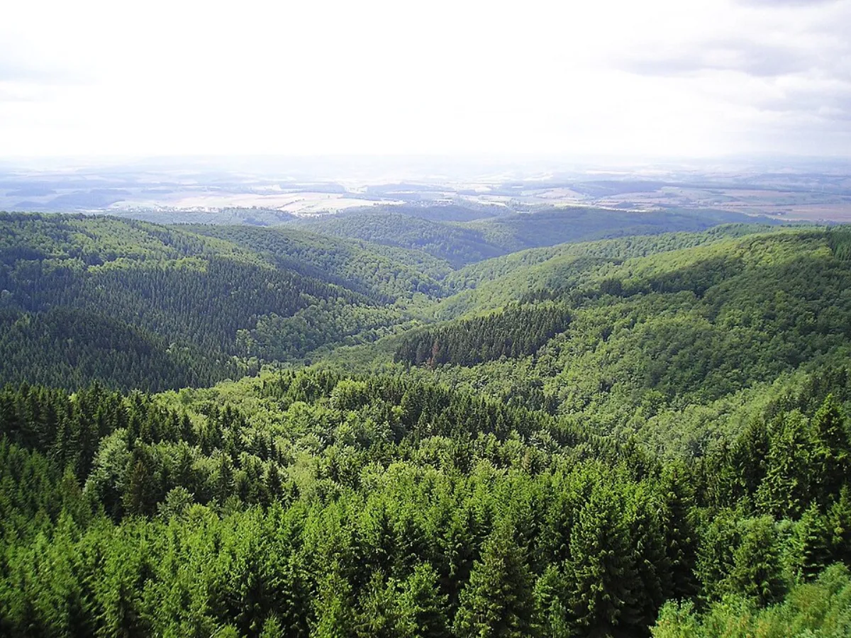 Harz – Wald