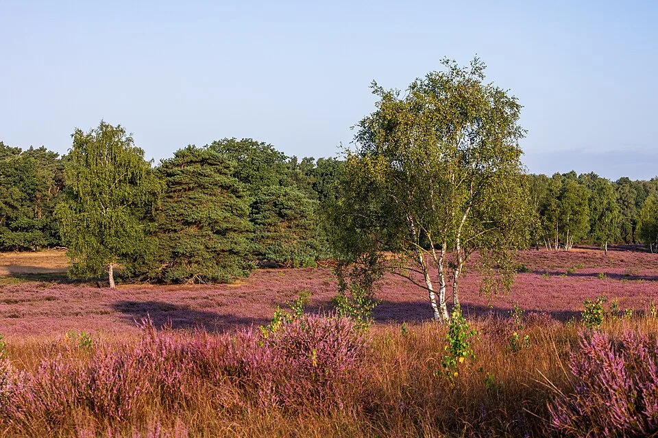 Lüneburger Heide