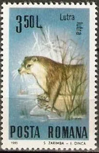 Vidra