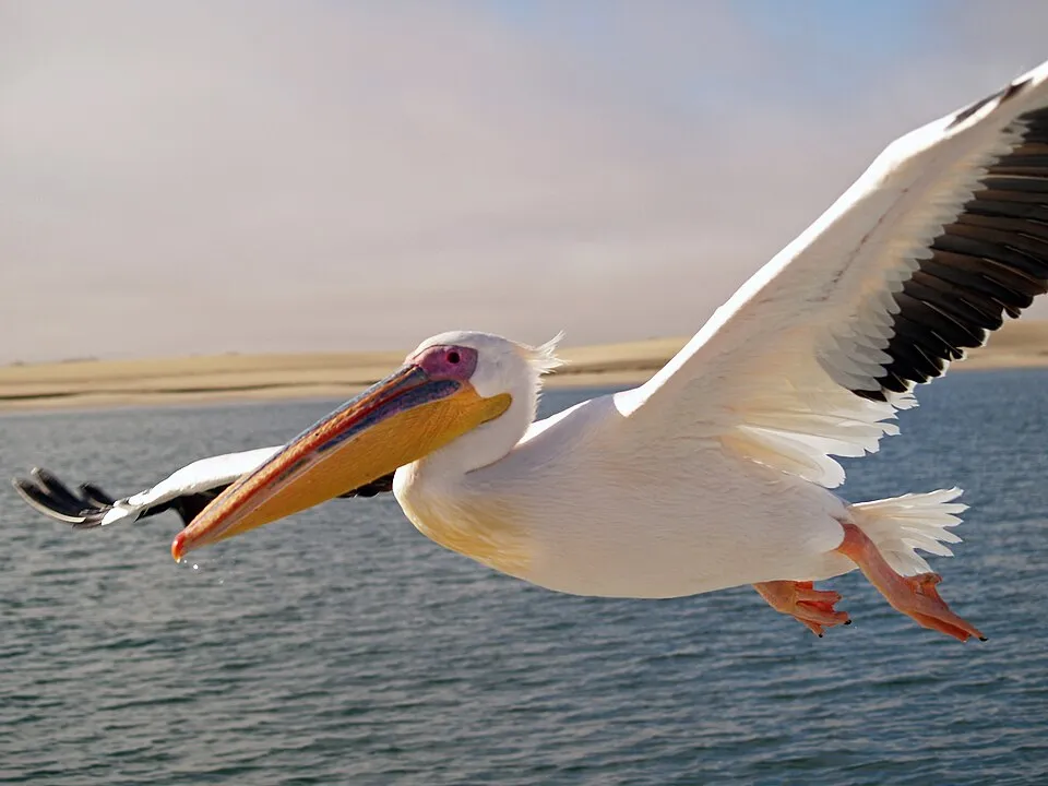 Pelicanul