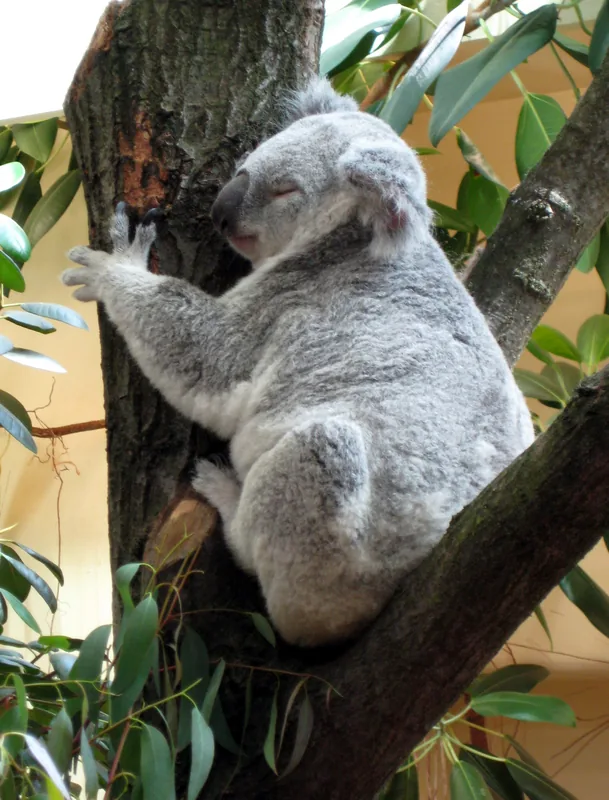 Schönbrunn Zoo — Schönbrunn Palace (Austria)