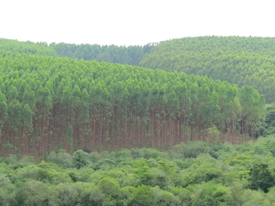 Poiana-Curții-Wald — Kloster Japca (Moldau)
