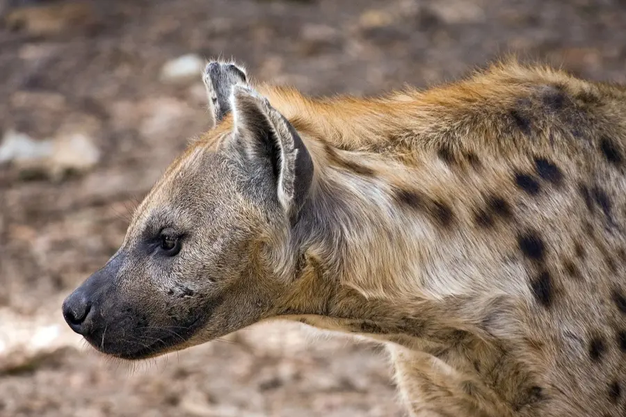 Abuko