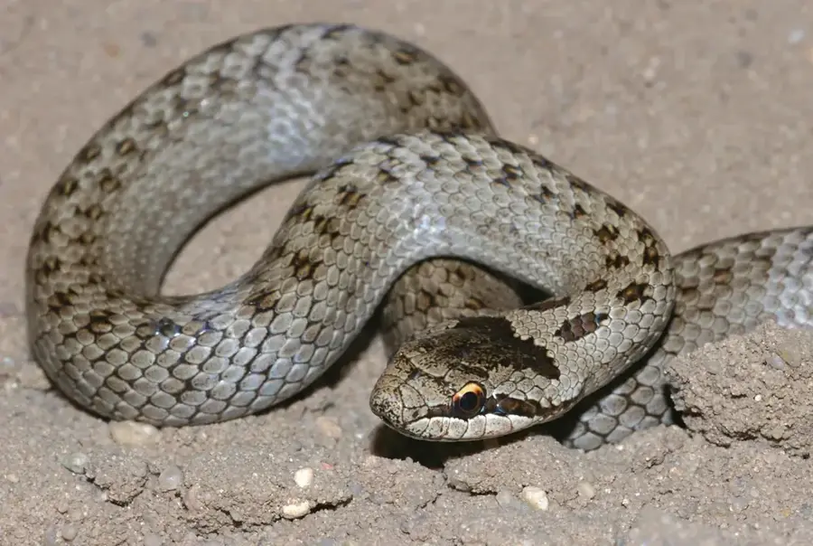 Vipera comună în zonele de tufăriș — Aixirivall (Andorra)