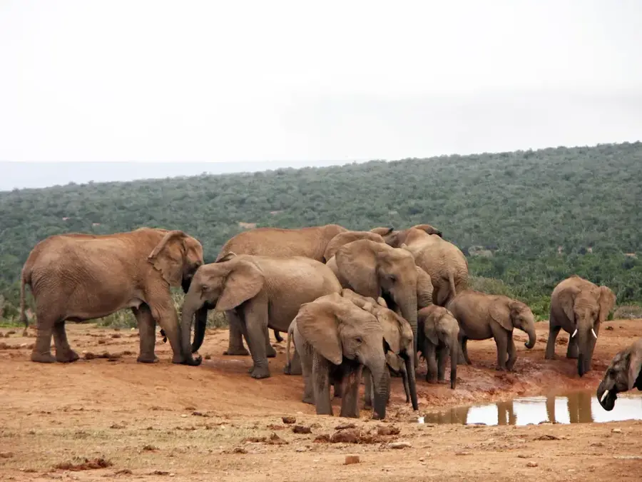 Addo-Elefanten-Nationalpark — Graaff-Reinet (Südafrika)