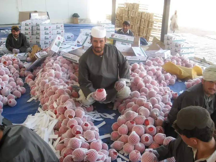 Livezile de rodii din Kandahar