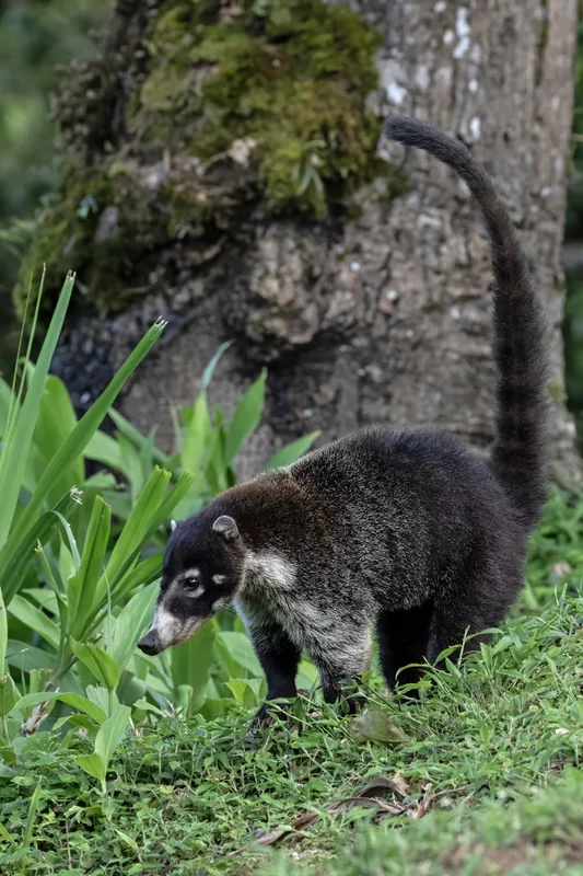 Puyo Majompark — Tena (Ecuador)