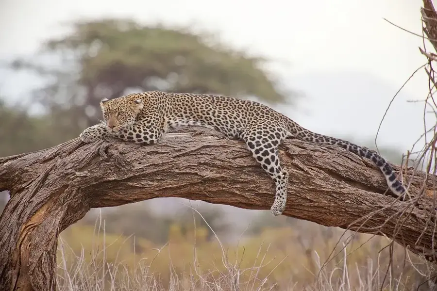 Africam Safari — Fuerte de Loreto (Mexiko)