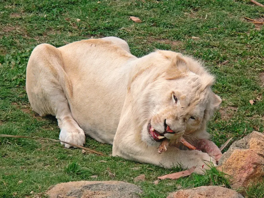 African Lion Safari