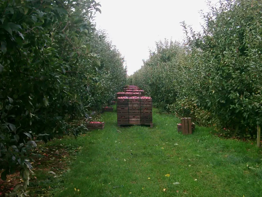 Altes Land – Apple Orchards (Germany)