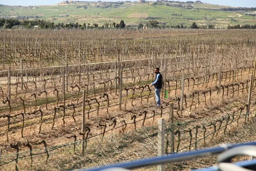 Meridiana Borászat — Limestone Heritage (Málta)