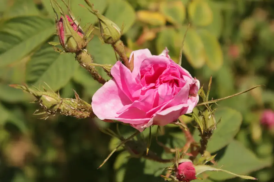 Rose Valley of Kazanlak