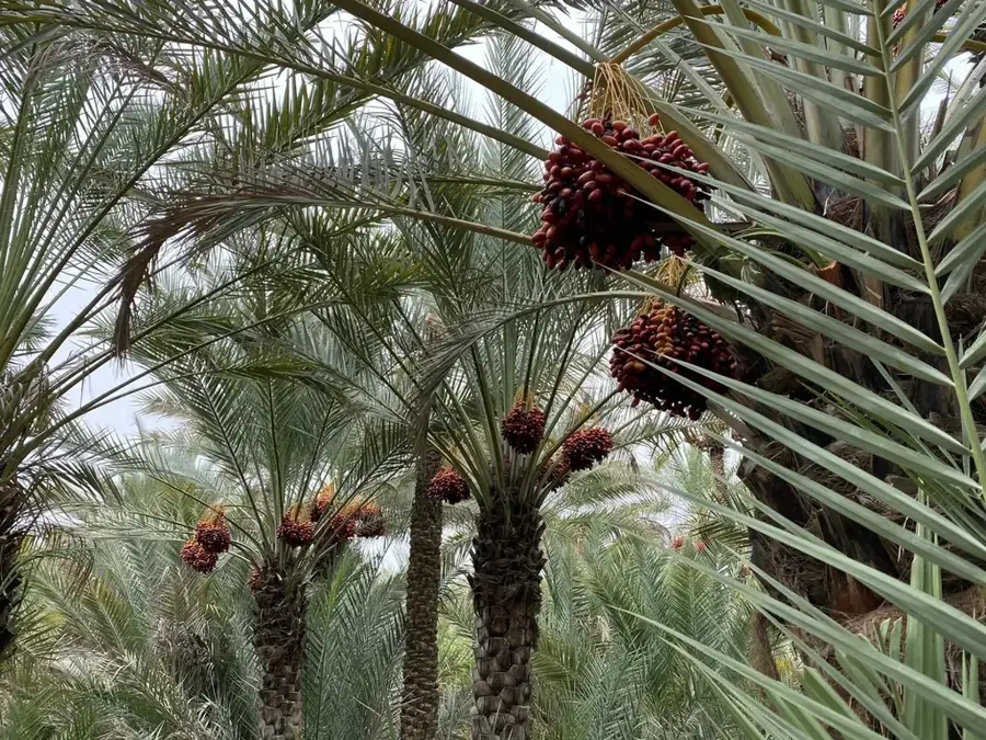 Al Ain Oasis — Jebel Hafeet (United Arab Emirates)