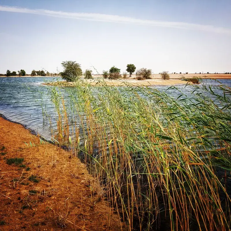 Al Marmoom Desert Conservation Reserve — Dubai Desert Conservation Reserve (United Arab Emirates)