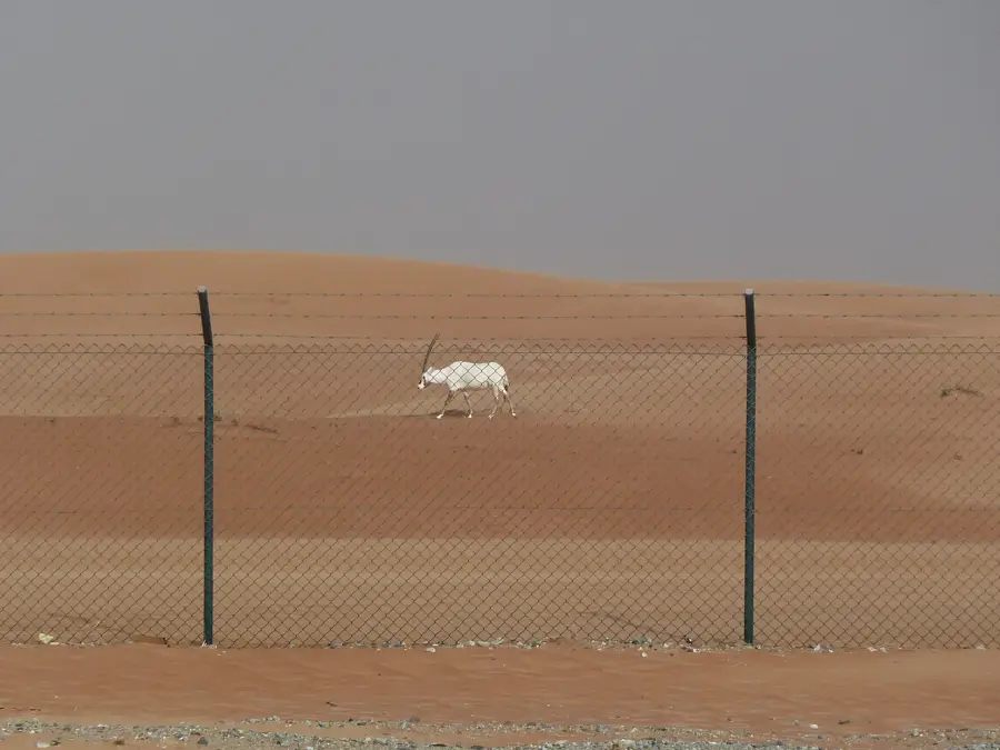 Al Wusta Wildlife Reserve — Barr Al Hikman (Oman)