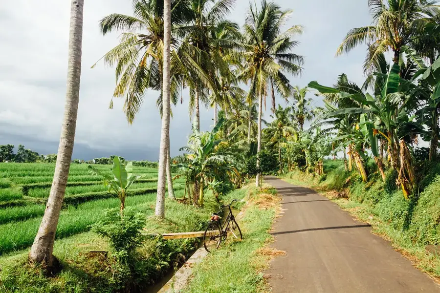 Affenwald Alas Kedaton — Denpasar (Indonesien)