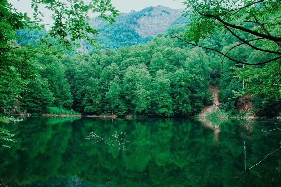 Bredhi i Tërnovës Nature Reserve
