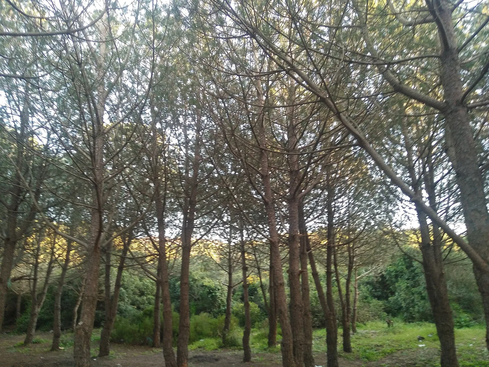 El Hamdania — Médéa (Algerien)