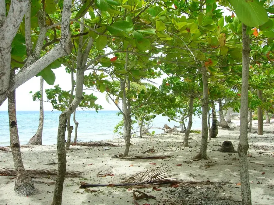 Allen Cay Iguanas — Exuma Cays Land and Sea Park (Bahamas)