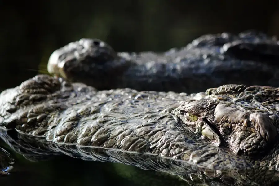 Alligator Hole River — Glistening Waters (Jamaica)