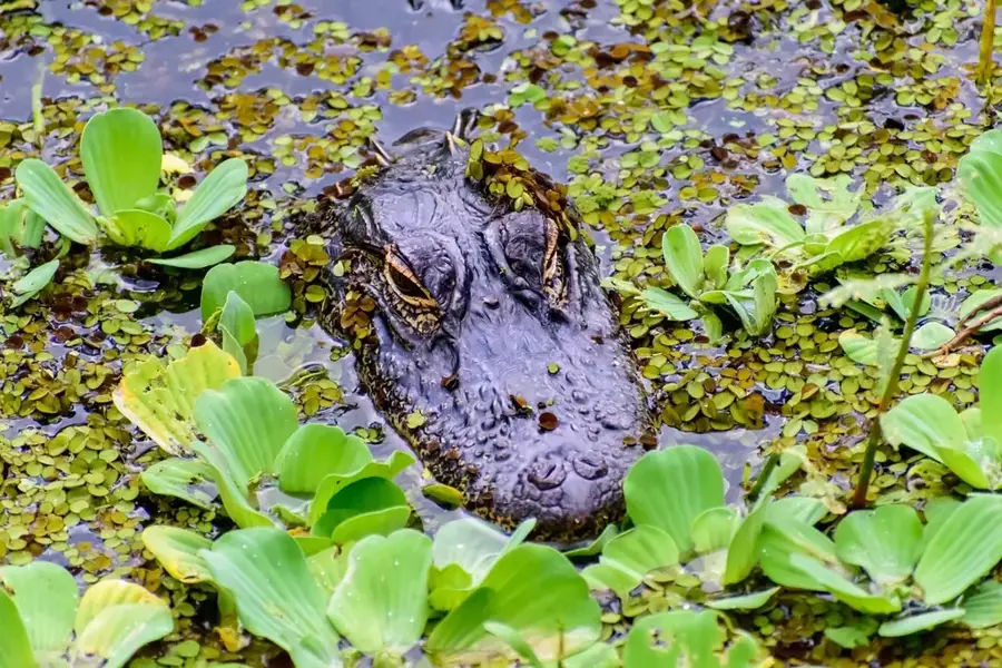 Alligator Pond River — Glistening Waters (Jamaica)