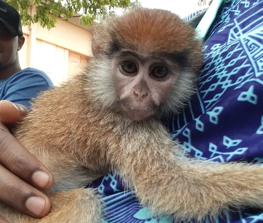 Almamy-Yaya-Grabstätte — Gambia-Quelle (Guinea)