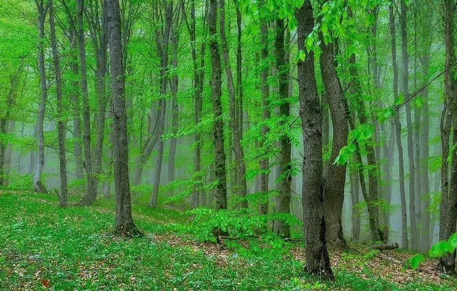Altiaghach-Nationalpark — Şamaxı (Aserbaidschan)