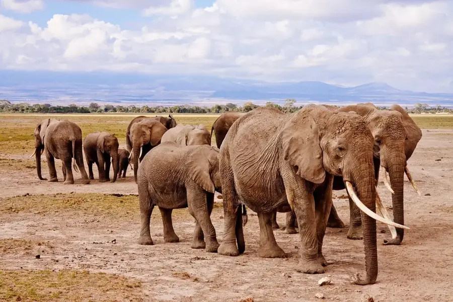 Amboseli Nemzeti Park — Ole Nado-tó (Kenya)