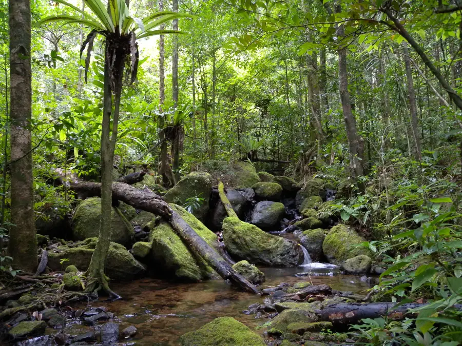 Pădurea amfibienilor Ranomafana — Catedrala Sfântul Iosif (Madagascar)