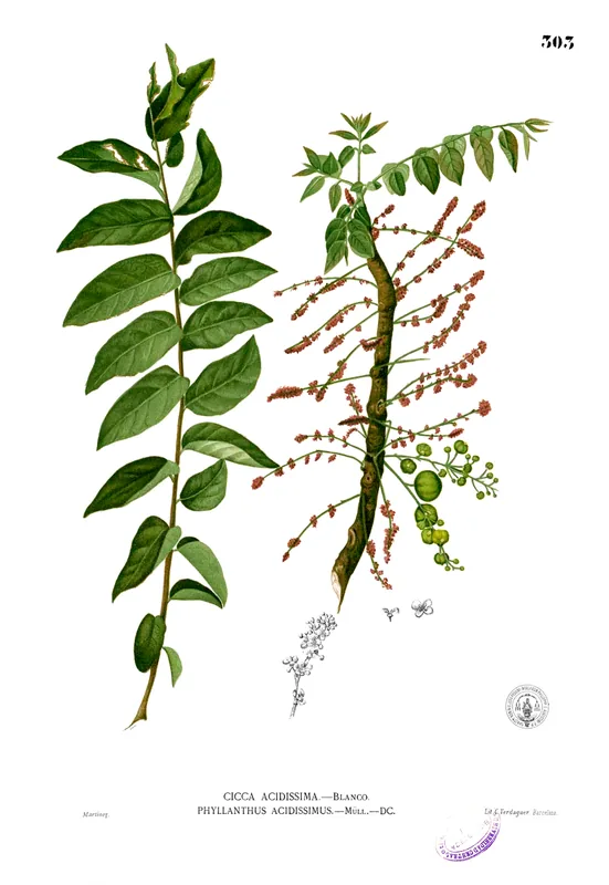 Analamera — Farul Cap Miné (Madagascar)