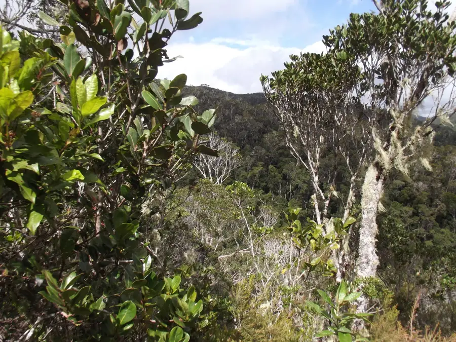 Parcul Național Andasibe-Mantadia — Vatomandry (Madagascar)