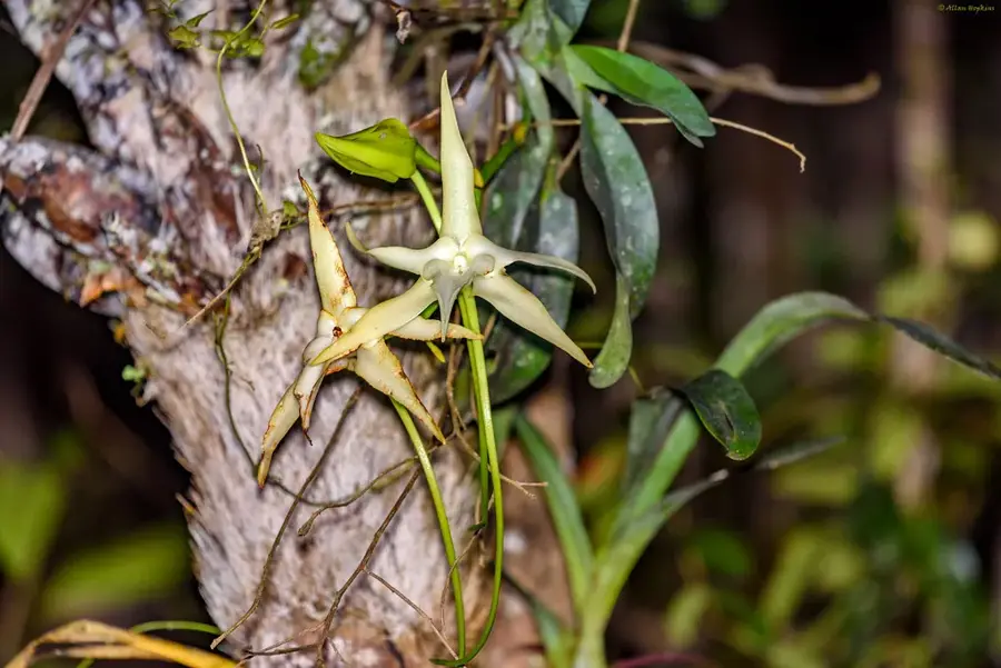 Parcul de orhidee Andasibe — Vatomandry (Madagascar)