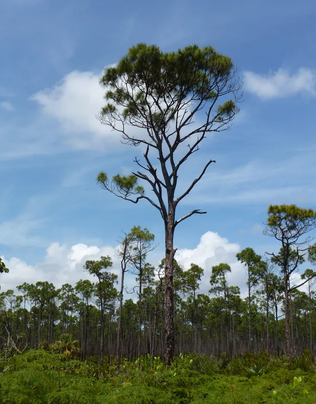 Andros Mangrove Forests