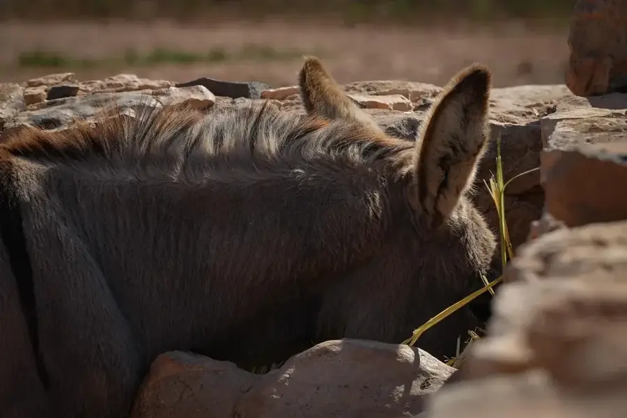 Golden Donkeys Farm — Feigenbaumbucht (Zypern)