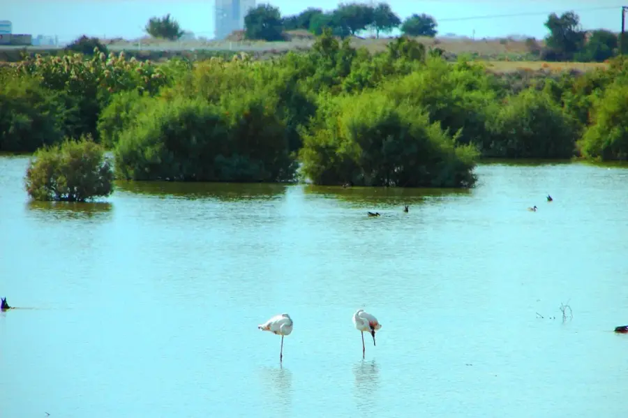 Vogelbeobachtungsgebiet Kellia — Festung von Larnaca (Zypern)