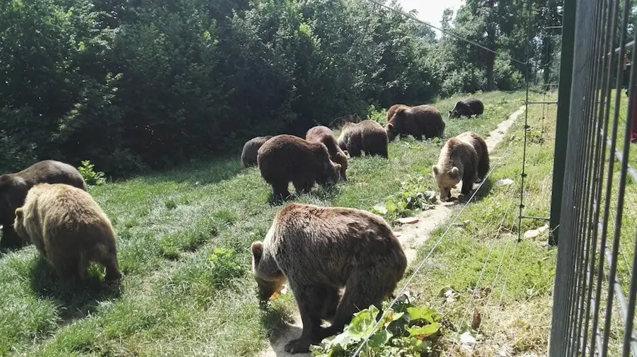 Sanctuarul de urși Libearty Zărnești — Făgăraș (România)