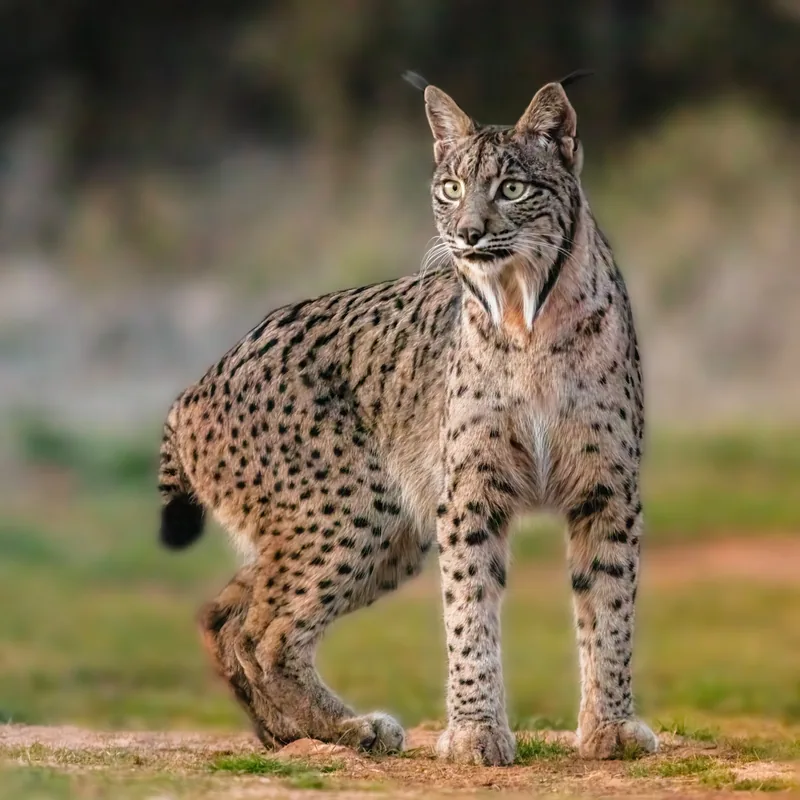 Zuchtzentrum für den Iberischen Luchs — Uluguru-Gebirge (Tansania)