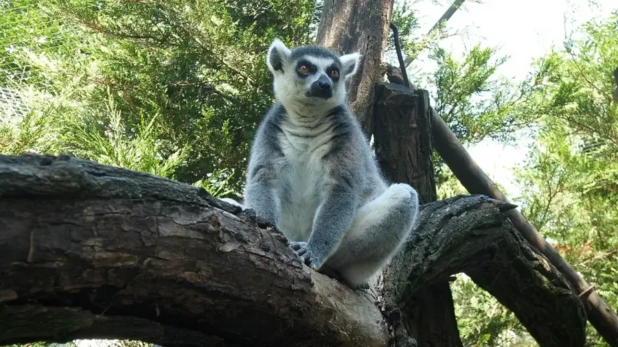 Nyíregyházi Állatpark — Mátészalka (Magyarország)