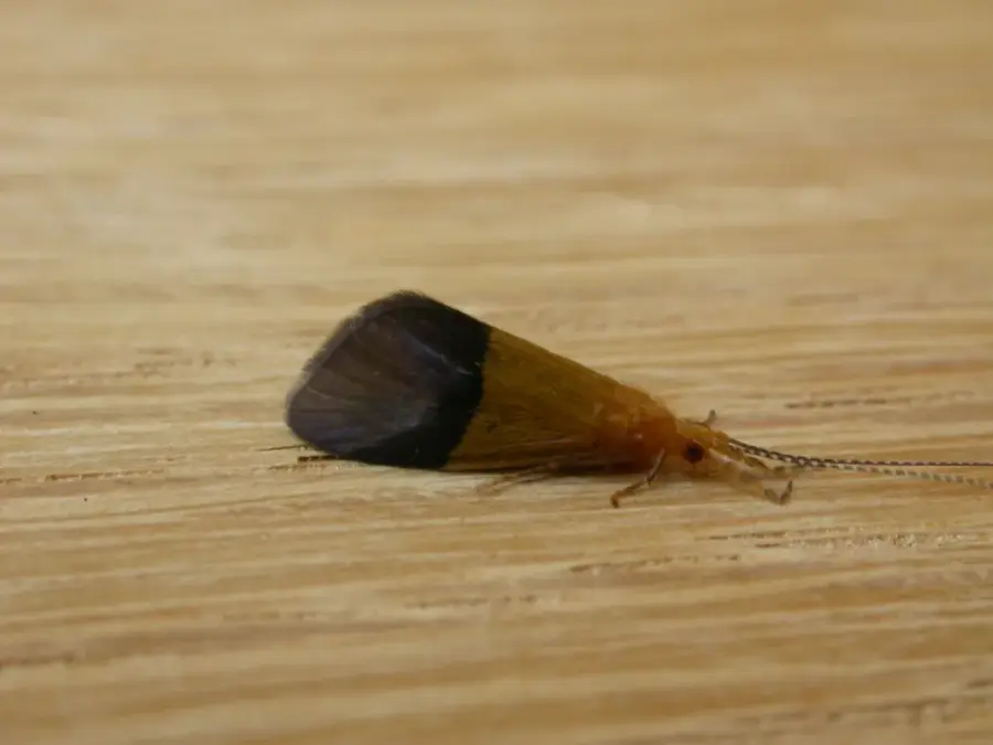 Añisoc