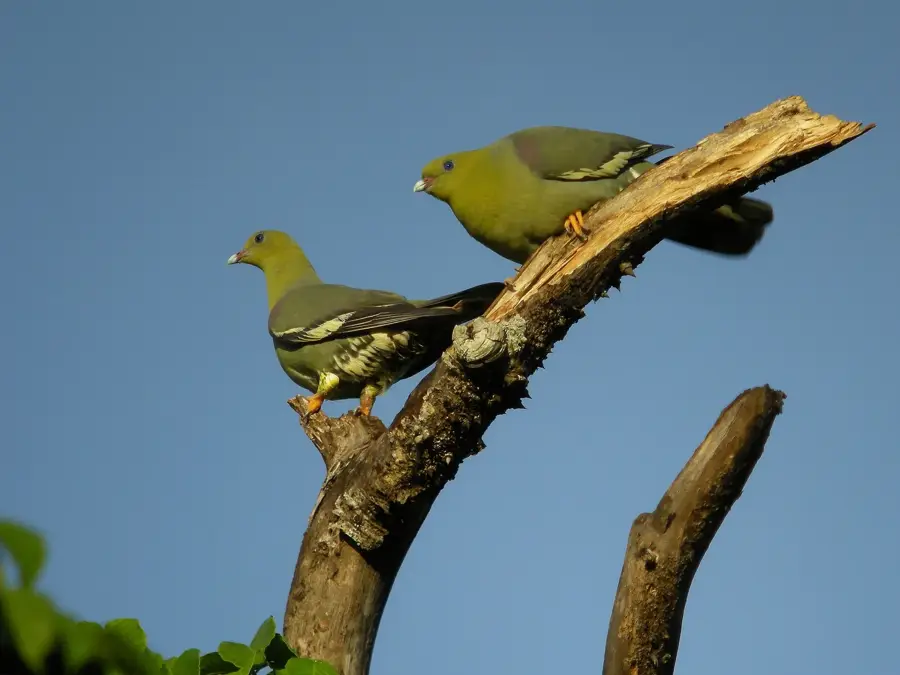 Ankarafantsika Vogelbeobachtung