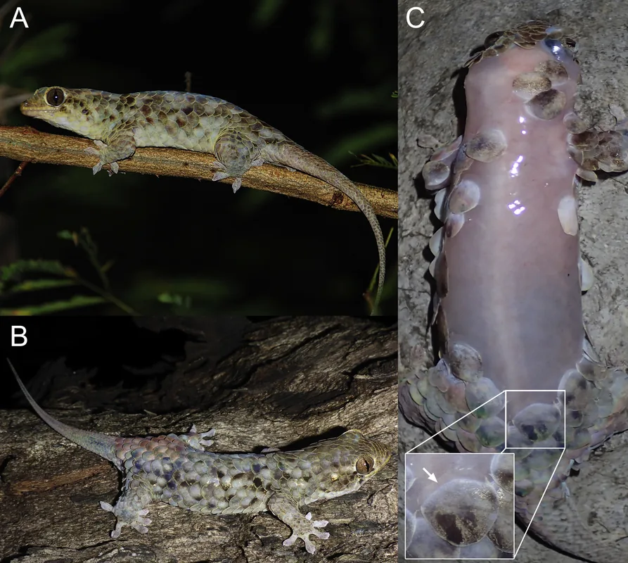 Carstul Ankarana — Farul Cap Miné (Madagascar)