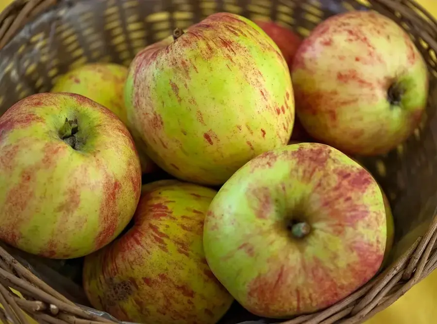 Annapolis Valley Apples