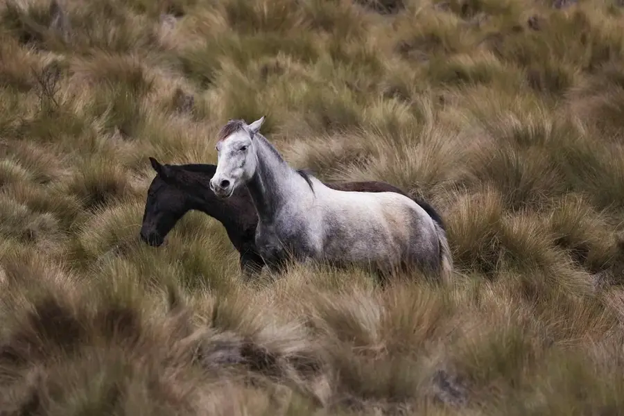 Antisana — Yahuarcocha (Ecuador)