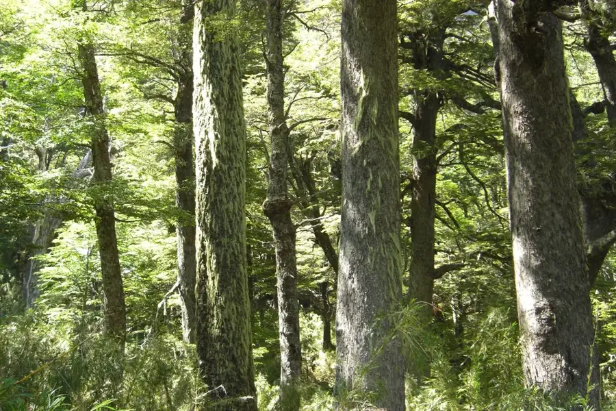 Bosque Andino Patagónico — Bosque de Arrayanes (Argentinien)