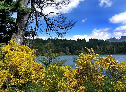 Isla Victoria — Bosque de Arrayanes (Argentinien)