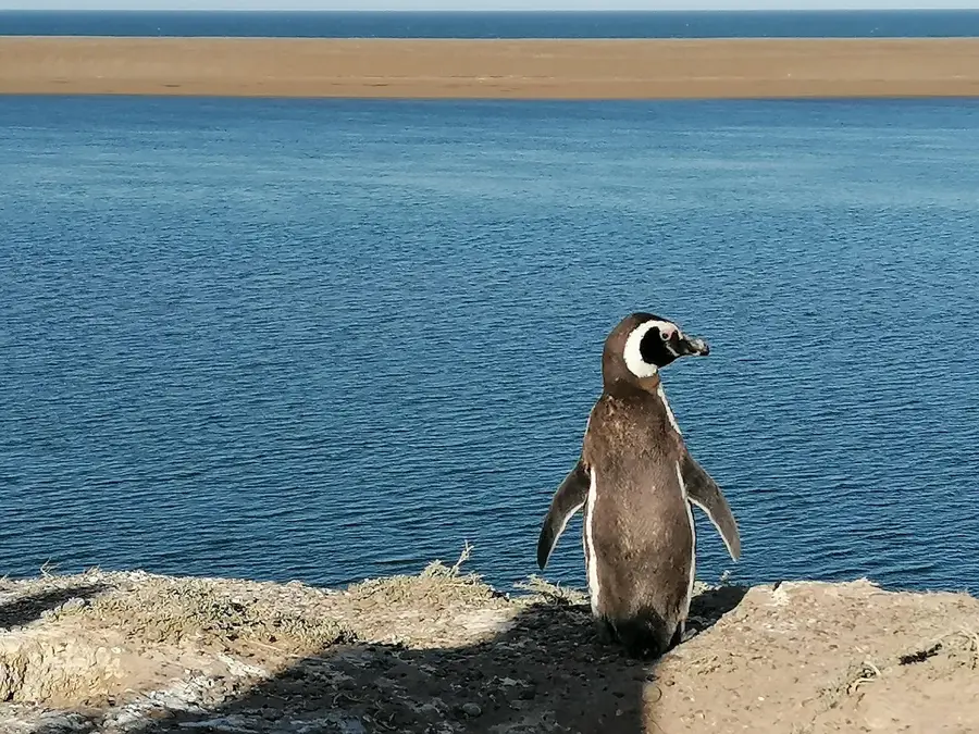 Valdés Peninsula — Punta Tombo (Argentina)