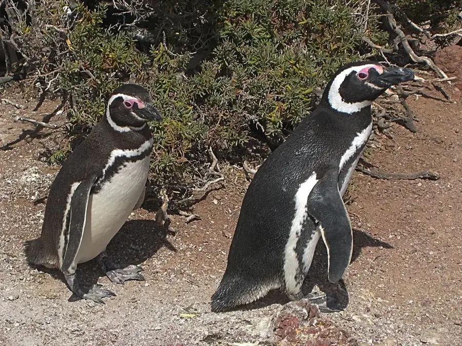 Punta Tombo (Argentina)