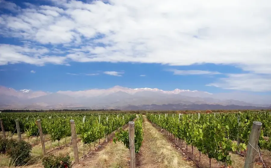 Weinregion Valle de Uco — Aconcagua (Argentinien)