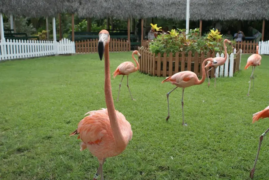 Ardastra Gardens & Zoo — Arawak Cay Fish Port (Bahamas)